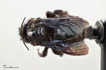 Media type: image;   Entomology 810636 Aspect: habitus dorsal view